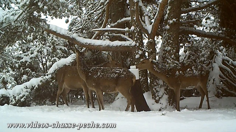 biche, bichette et faon